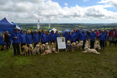 golden retriever display team