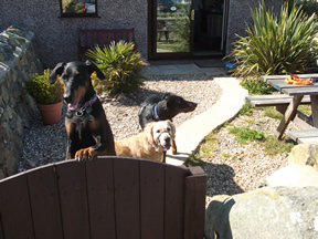 Roxy, Ellie & Beau Anglesey