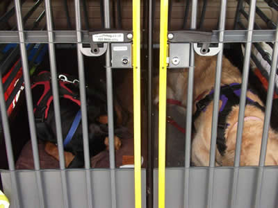 Crash Proof Dog Crates For Cars Crash Proof Dog Crates For Cars